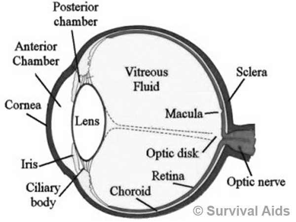 the human eye night vision